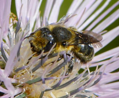 Osmia latreillei